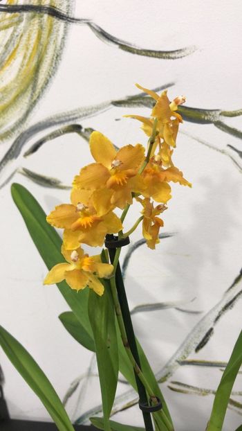 89AC8B34-DE08-4144-B215-A0F3BB0E6EC2 - Varietati speciale de Cambria si Zygopetalum