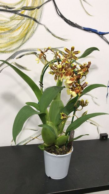39F4B1A5-36BE-436D-B9CF-A74F8EDD2E6E - Varietati speciale de Cambria si Zygopetalum