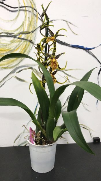 FA9514B5-ECBC-4813-B0B3-C8540A912960 - Varietati speciale de Cambria si Zygopetalum