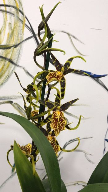 8352C601-4B6F-4784-AB26-D65B831D1727 - Varietati speciale de Cambria si Zygopetalum