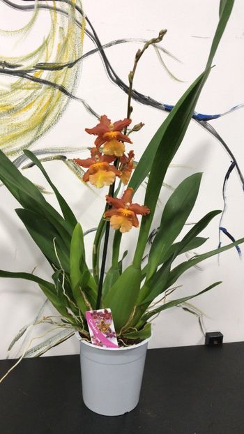 7AB46F10-2DA6-4B9E-B3CF-51317B5E87D3 - Varietati speciale de Cambria si Zygopetalum