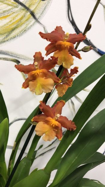 4F4759B1-FC2E-489A-8BA4-717C8E4BE953 - Varietati speciale de Cambria si Zygopetalum