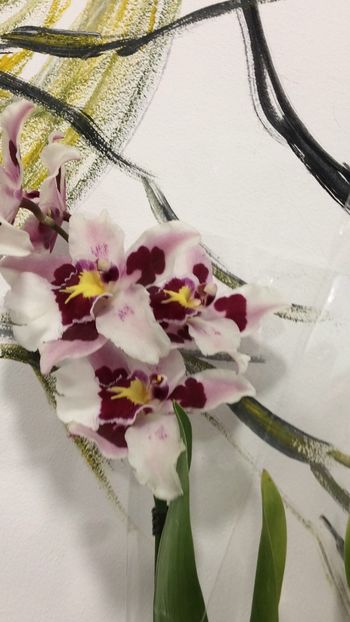 838F1291-9009-42B8-81F7-89AEC96618BF - Varietati speciale de Cambria si Zygopetalum