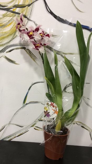 D5426D30-F324-496A-BBC7-7DAF8195534F - Varietati speciale de Cambria si Zygopetalum