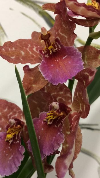 5CC8F76B-1411-4E69-A4F0-DBD03474AC99 - Varietati speciale de Cambria si Zygopetalum