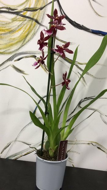 7B5F87E6-C34E-4D24-8CBE-52DFB8C57E8C - Varietati speciale de Cambria si Zygopetalum