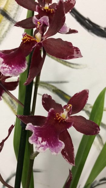 0B4795B8-5F14-4C7D-B77D-1A8EB1B7313A - Varietati speciale de Cambria si Zygopetalum
