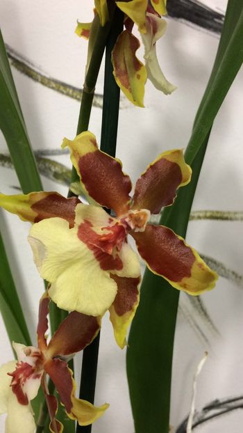 64EFE6AB-3538-4626-B9E3-3C4BA348C73F - Varietati speciale de Cambria si Zygopetalum