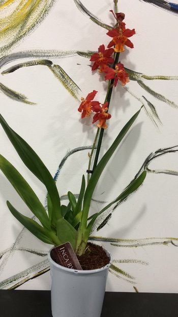 C06124EC-E6B0-49FA-96F4-AF88533FE88B - Varietati speciale de Cambria si Zygopetalum