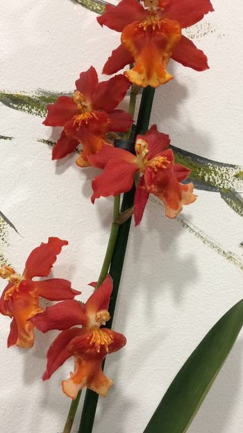 84573A02-2EC5-4D63-895D-2BCEBF7BE42B - Varietati speciale de Cambria si Zygopetalum