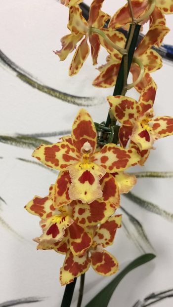 AD39E492-EF6C-420C-86BF-D403FC7BFD27 - Varietati speciale de Cambria si Zygopetalum