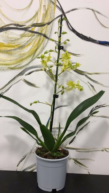 E785F1AC-5A32-4C35-979B-3389EA8348D2 - Varietati speciale de Cambria si Zygopetalum