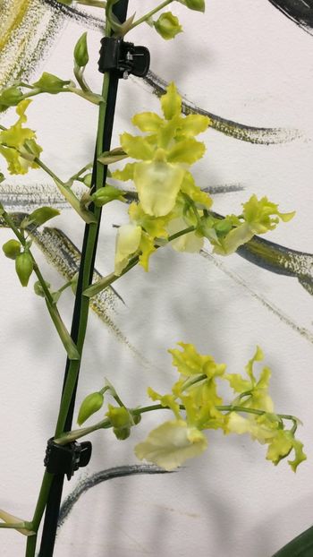 9DEEFA0F-96E2-42B9-8804-D7C39C52DAB7 - Varietati speciale de Cambria si Zygopetalum