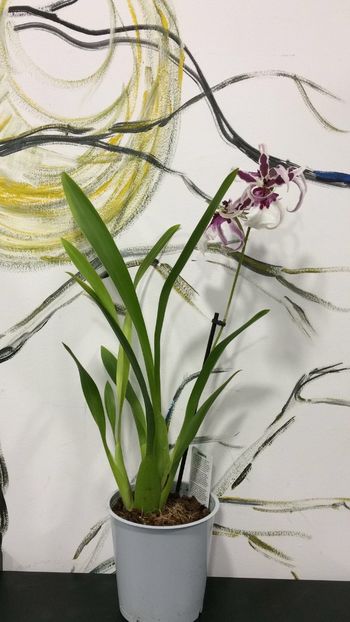 54537F92-DB65-4812-B756-8164FAB000F3 - Varietati speciale de Cambria si Zygopetalum