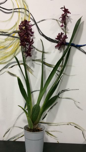 4E2ECF36-08B0-4DCD-96DB-B861C07BA659 - Varietati speciale de Cambria si Zygopetalum