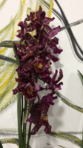 41B570B3-3133-4A0E-A3B5-4F8AD5756852 - Varietati speciale de Cambria si Zygopetalum