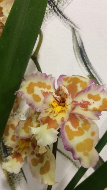 93C0B751-4D51-4231-A0FF-61364CB81E87 - Varietati speciale de Cambria si Zygopetalum