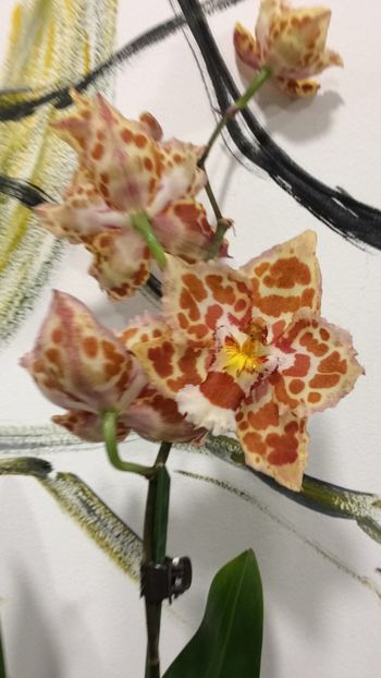 D539AEA9-05CB-47E4-B7E1-67CABF4A1BC3 - Varietati speciale de Cambria si Zygopetalum