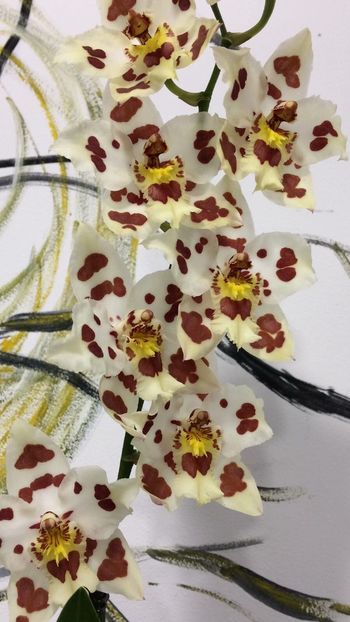 D25D841E-5B10-47AA-BFD5-40DCFF467D91 - Varietati speciale de Cambria si Zygopetalum
