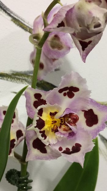 30189D21-5106-4424-BF91-4159A22521EF - Varietati speciale de Cambria si Zygopetalum