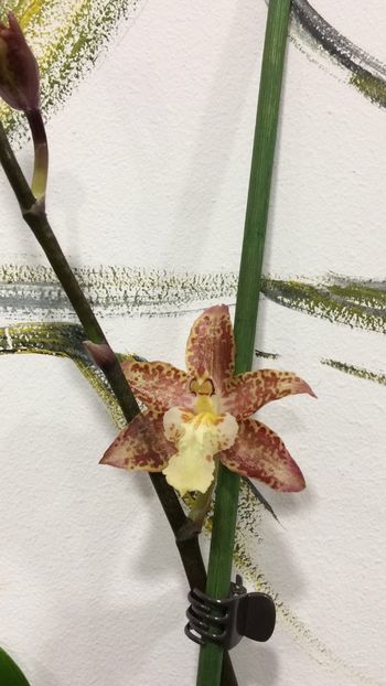 7EA833F7-9E25-4B8F-B489-3EC3E319DCBE - Varietati speciale de Cambria si Zygopetalum