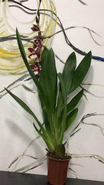 878E6A1C-E41A-40E9-9AE1-E5BBE10CDD5A - Varietati speciale de Cambria si Zygopetalum