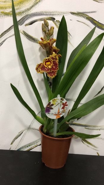 E31C7AFA-30A7-447B-B062-ACFBC57CC96C - Varietati speciale de Cambria si Zygopetalum