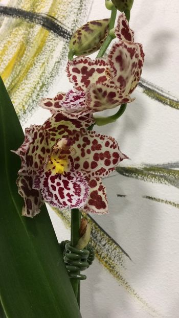 DD260BDE-027A-43B6-B4BE-2E132A92824A - Varietati speciale de Cambria si Zygopetalum