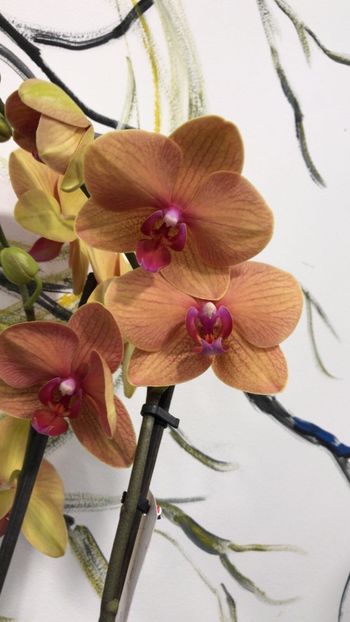 84F0171B-0A92-443D-93C5-F4584079221D - Phalaenopsis special