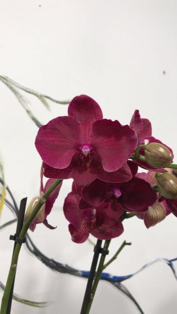 BB215FCA-F8AA-4105-8116-EE00F6BEA18F - Phalaenopsis special