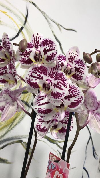 C8A68445-7C55-4B07-A2E0-E0265E400038 - Phalaenopsis special