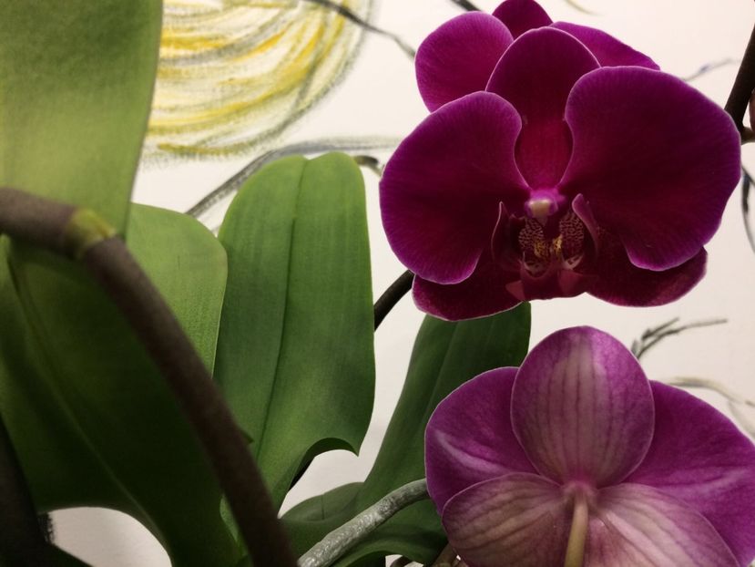 0DA44232-3A7B-4809-B561-8ECC351B9CE2 - Phalaenopsis special