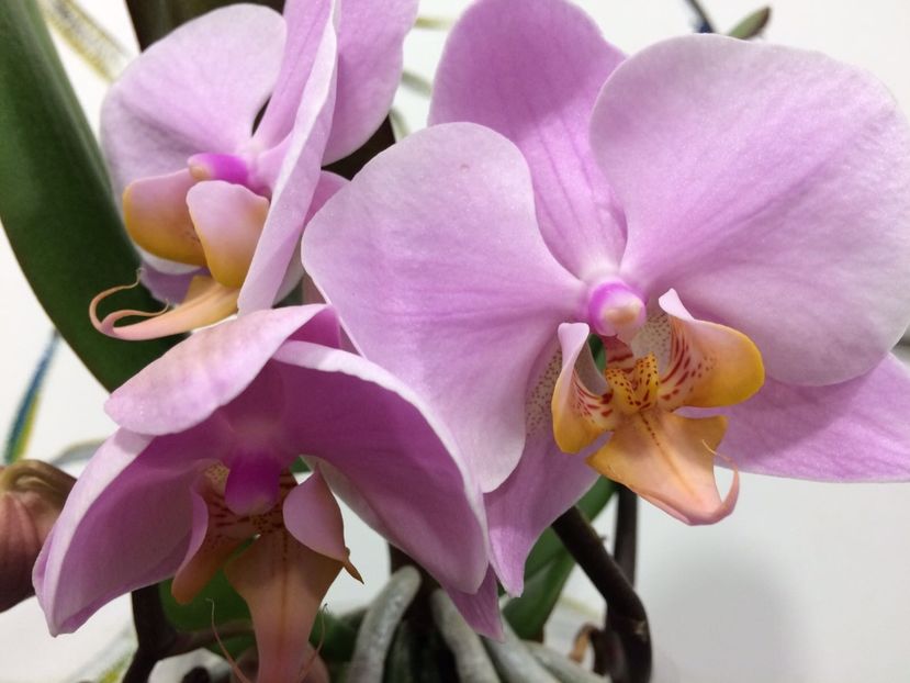 27ABA236-5801-4B0C-87B2-87D0E98F3F24 - Phalaenopsis special