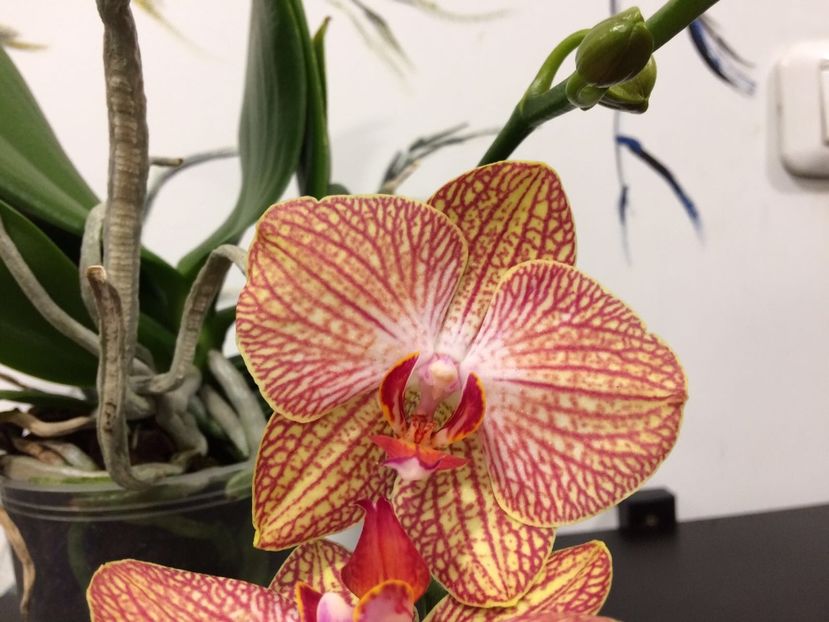 05D2B2FB-3FA8-4518-8498-271501CE812B - Phalaenopsis special