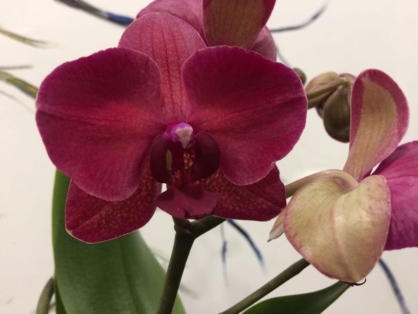 A127F16B-CE88-46D7-A4B1-965D9CFEF2AF - Phalaenopsis special