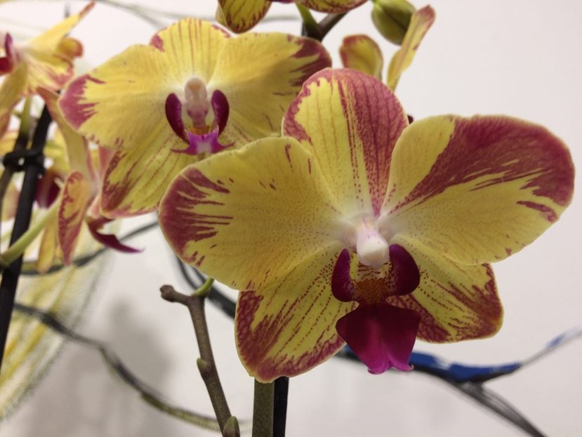 1E7DD30D-9AE7-4ACA-A36D-5CA126D7E6C6 - Phalaenopsis special