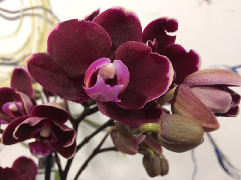 44727C3C-0777-4B20-A345-7C377BA700C3 - Phalaenopsis special