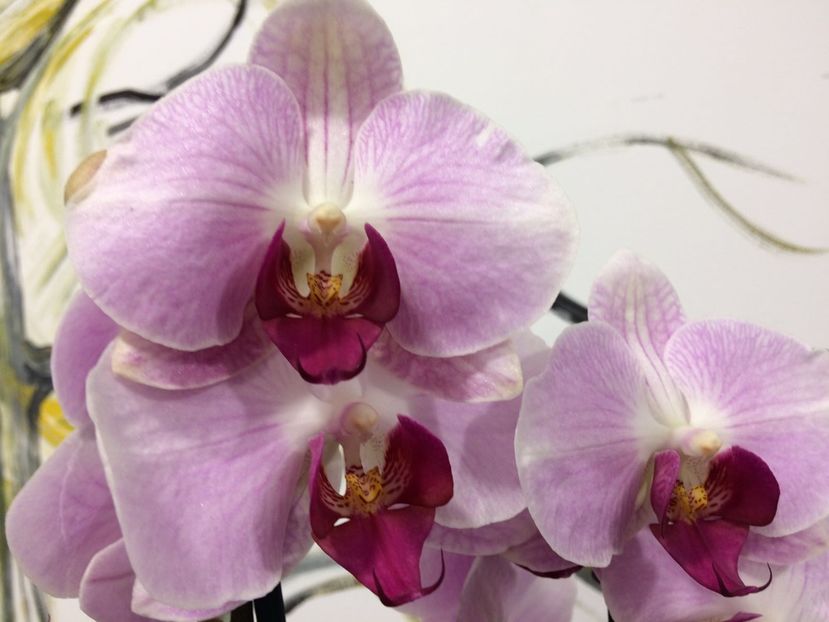 80ACCF04-3884-4788-B547-BABAD3B01315 - Phalaenopsis special