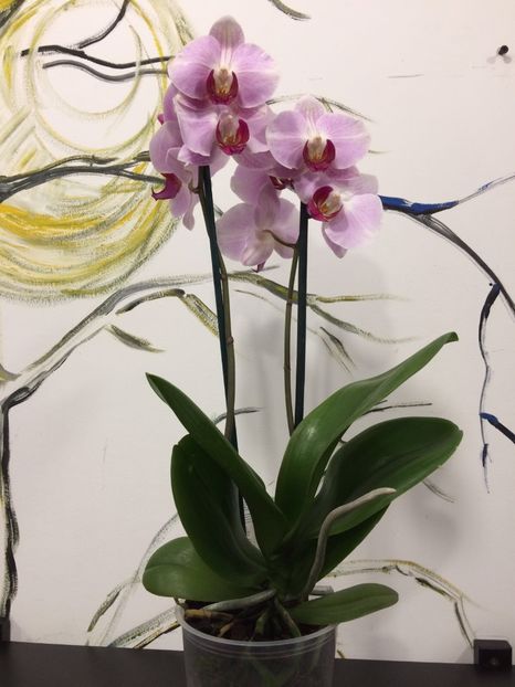 34528EA8-EDF7-47B2-B7F3-BDF38133F84A - Phalaenopsis special