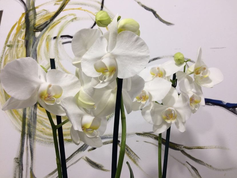 6A973C73-9D40-44D7-9919-FF0E32FC1C9F - Phalaenopsis special