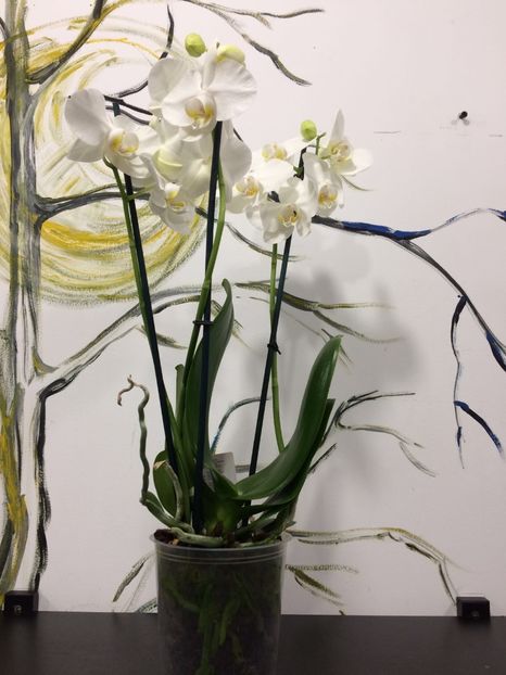 6DC5D52C-B994-4DCA-81F3-D6193BAB8175 - Phalaenopsis special