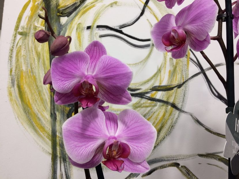 F703841B-B97C-4146-80D7-BE5E177553C7 - Phalaenopsis special