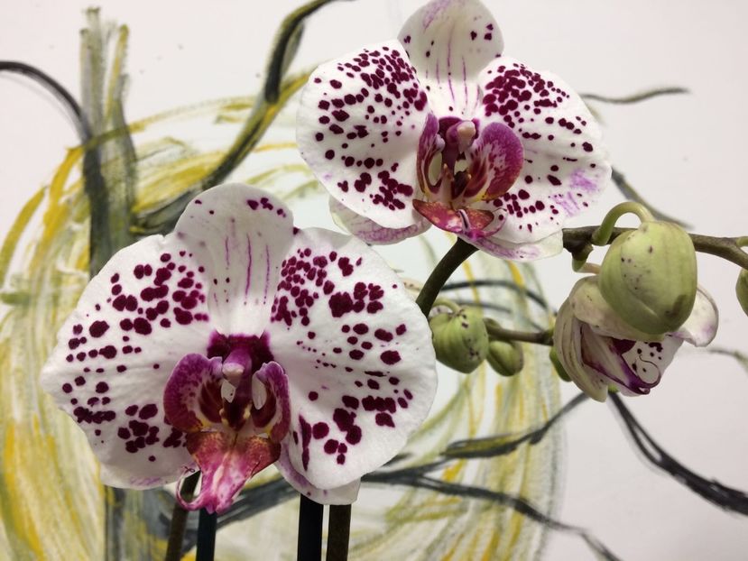 73B3D22C-D1DF-468B-A0B7-25E1DA00D5E9 - Phalaenopsis special