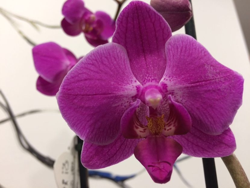 48D4368D-2198-4E34-8A97-2FDB164ABF85 - Phalaenopsis special