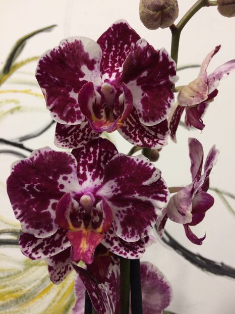 B40CA98A-F02F-4AC3-947A-58FC4D73EC20 - Phalaenopsis special