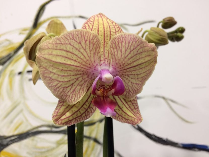 9E54E3C4-36DC-4A9D-B23E-6D37984E2499 - Phalaenopsis special