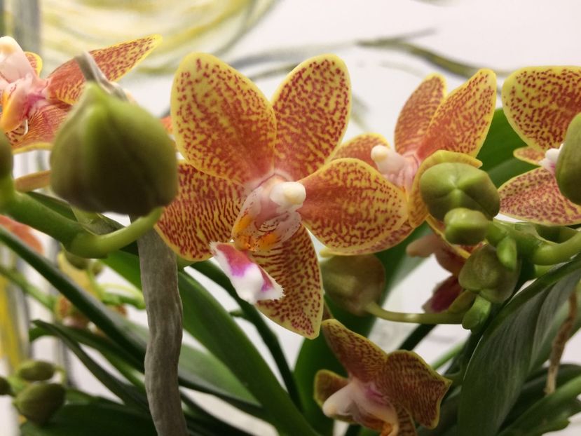 5F762EFB-7060-4EA4-A90D-02B277D1DA95 - Phalaenopsis special