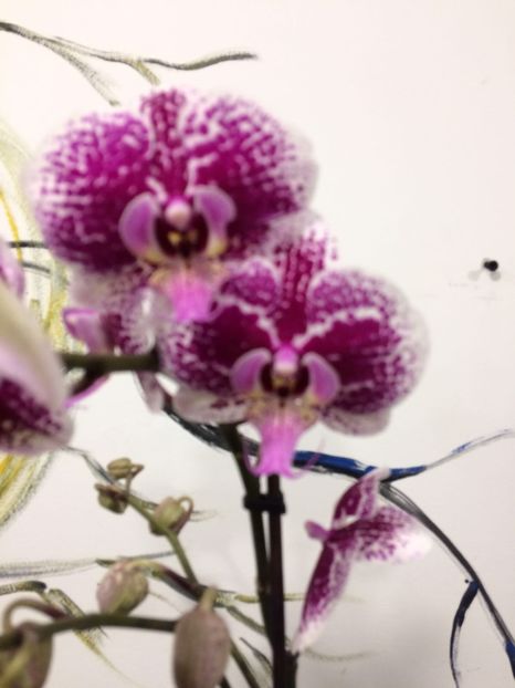 688DDC5D-E342-4FAD-971C-C03FAABE77DA - Phalaenopsis special