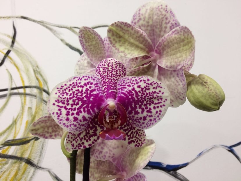 44C581B5-344E-4429-AADC-2A13BF82E422 - Phalaenopsis special