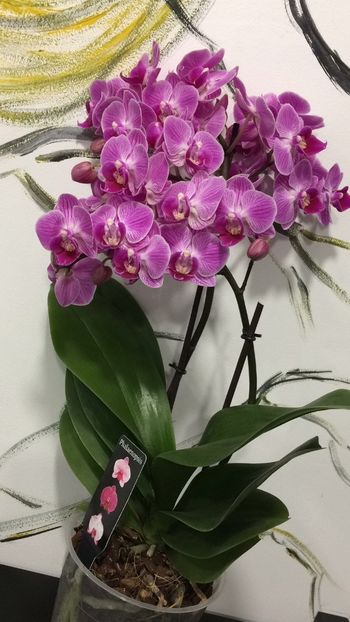 B4283D8A-CE42-48D7-B439-F653C6BCD123 - Phalaenopsis special